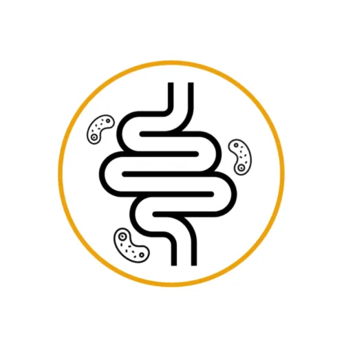 Alzheimer darmgezondheid