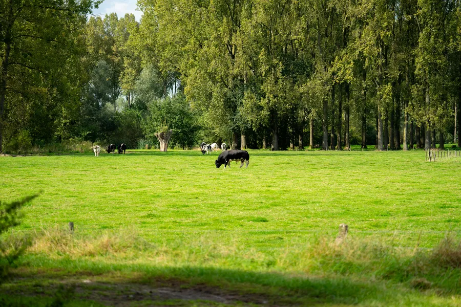 Regeneratieve begrazing en bodemherstel: waarom het landschap dieren nodig heeft