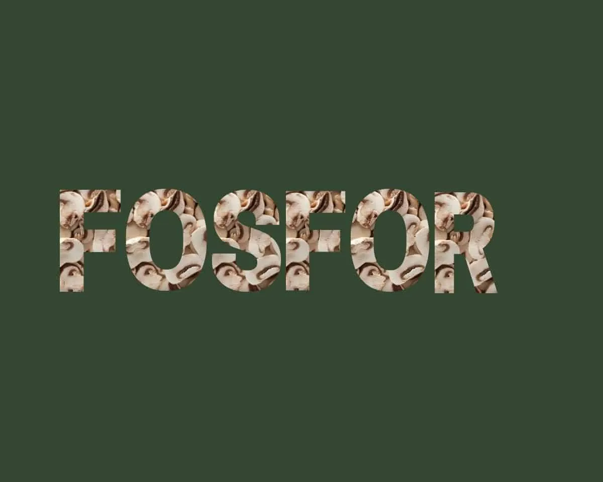 12 bronnen van fosfor stichting Je Leefstijl Als Medicijn