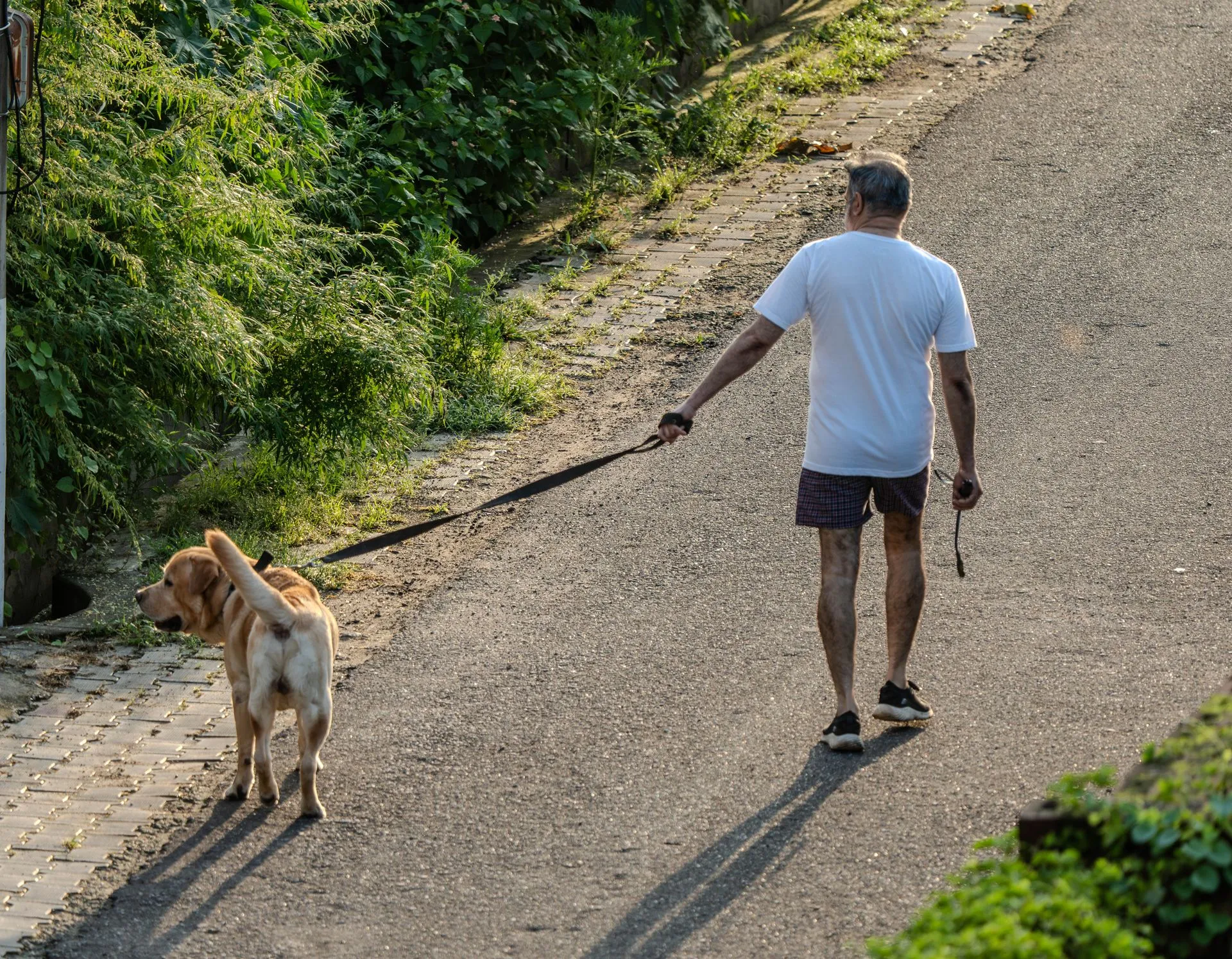 Oudere man wandelt met zijn labrador op een zonnig pad.