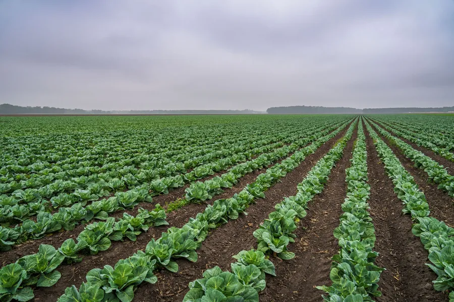 Lange rijen groene kool op een akker onder een bewolkte lucht.