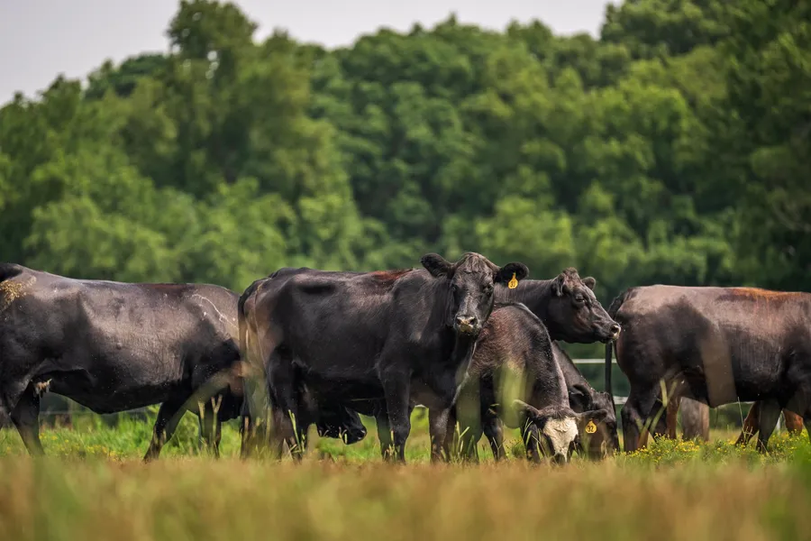 Koeien grazen in een groene weide bij bomen