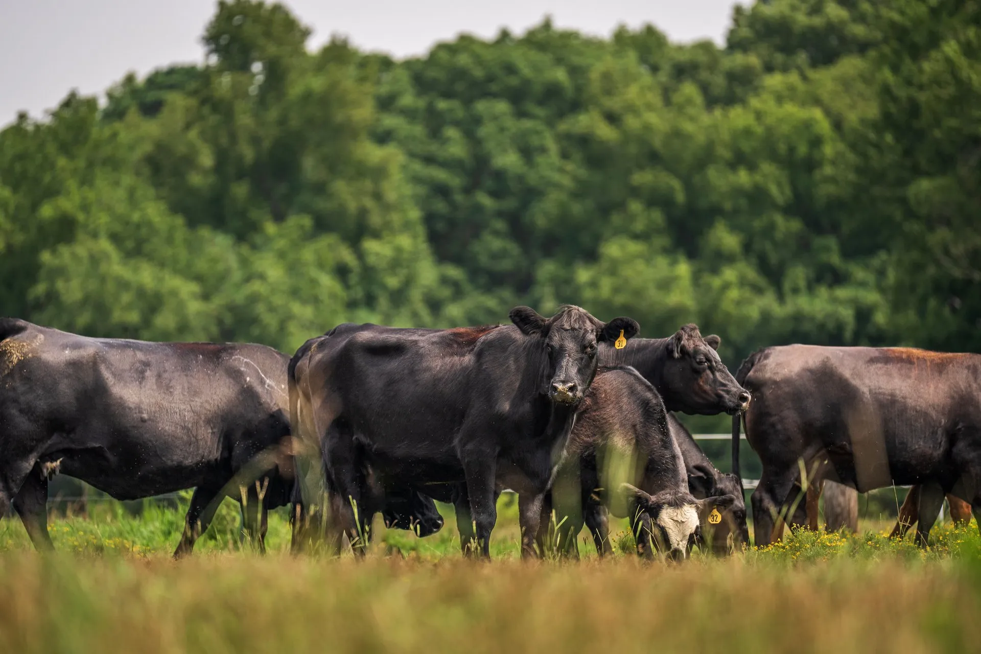 Koeien grazen in een groene weide bij bomen