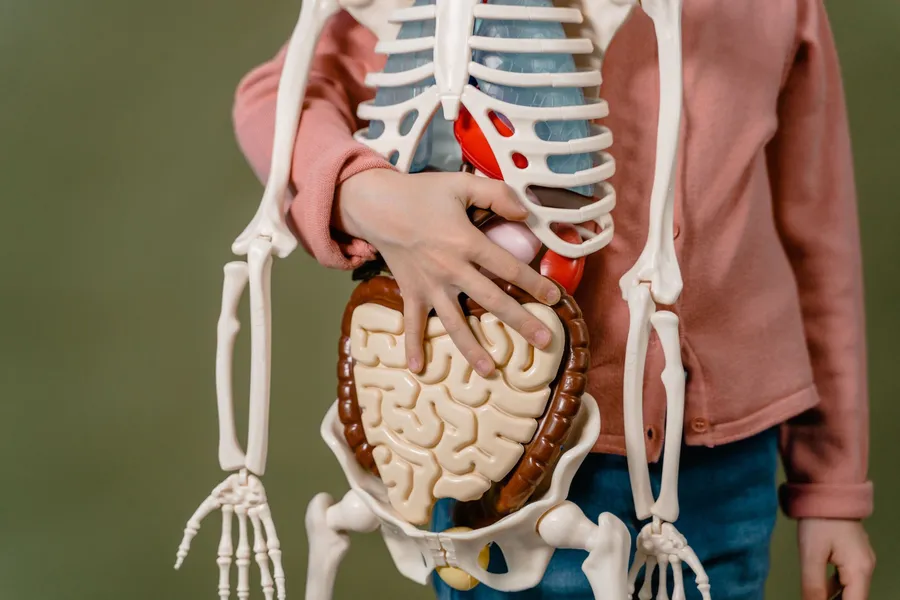 Persoon houdt een anatomisch model met zichtbare darmen vast